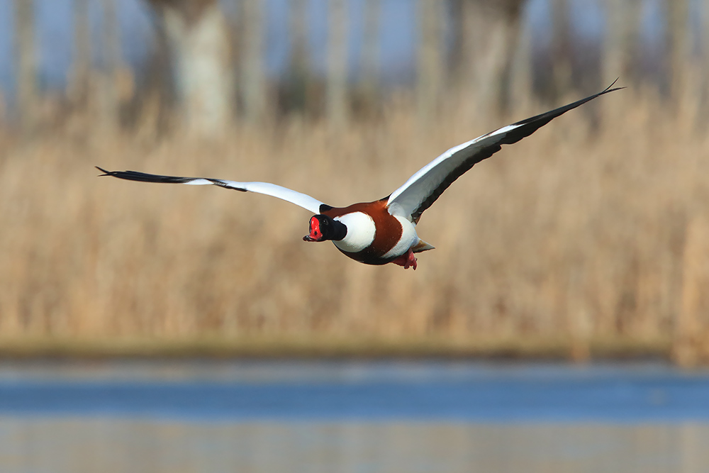 Ad ali spiegate, il sogno di Icaro.
